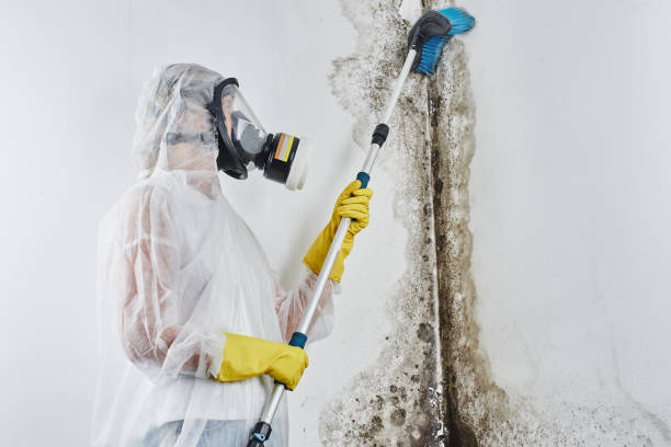 Best Commercial Mold Remediation in Tn Lakes, WI