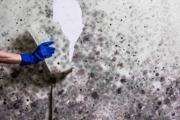 Best Localized Mold Remediation (e.g., coastal areas, humid climates) in Tn Lakes, WI